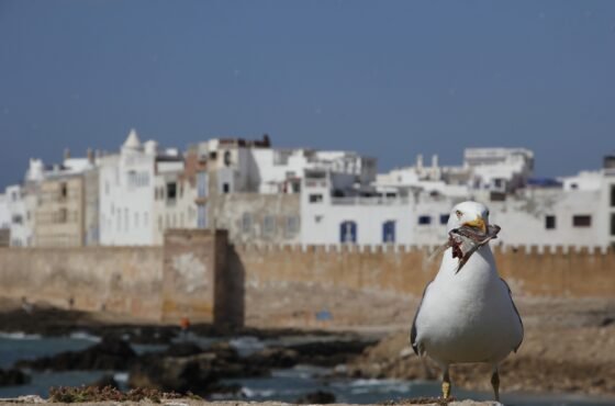Essaouira Day Trip from Marrakech – Atlantic Coast Full-Day Excursion