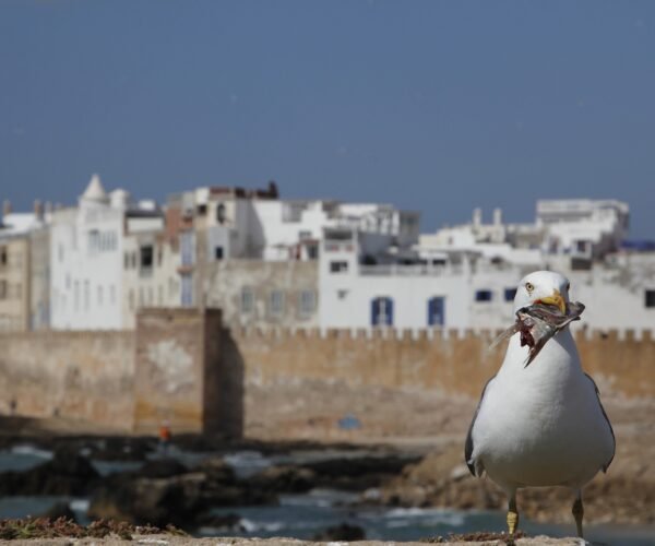 Essaouira Day Trip from Marrakech – Atlantic Coast Full-Day Excursion