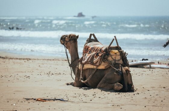 Marrakech Day Trip from Agadir | Guided Full-Day Excursion