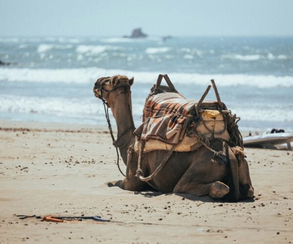 National Park Safari Tour From Agadir