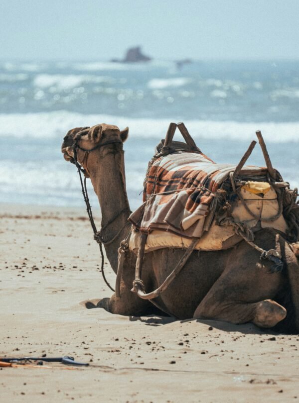 Marrakech Day Trip from Agadir