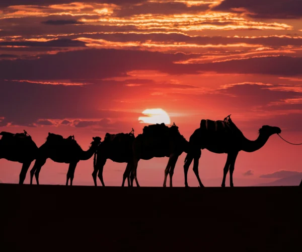 Agafay Desert Quad Bike & Camel Ride, Ourika Valley & Dinner Show from Marrakech